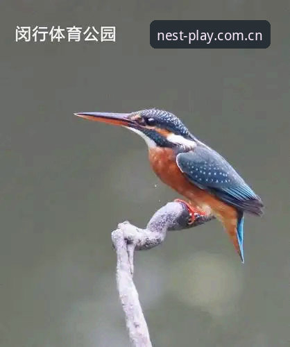 小鸟体育官网中国区驻地品质坐标下载失败？本地缓存与服务器选择的避坑指南